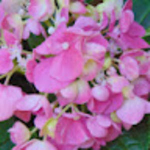 Meet your Posher, Jade